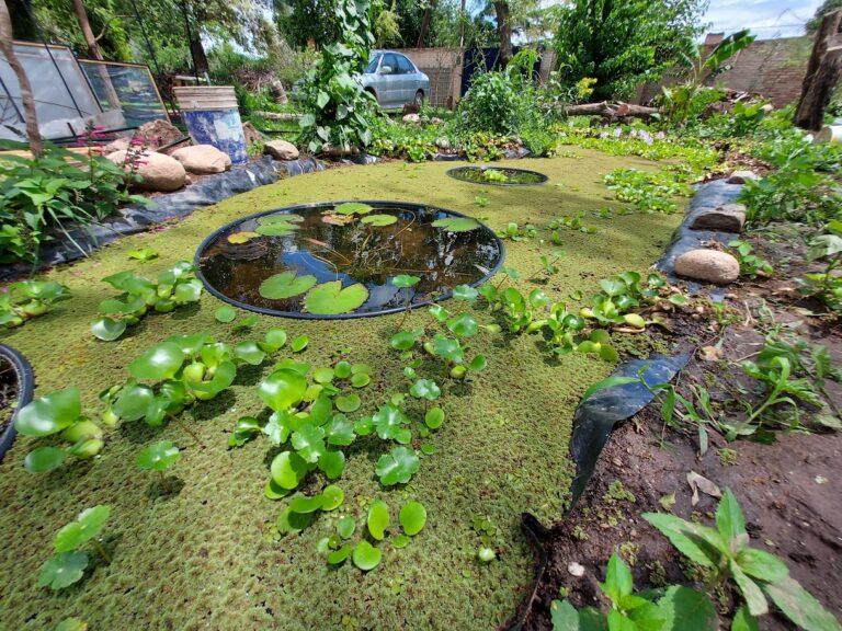 ¿Qué es una piscina natural y cómo funciona el sistema biológico?